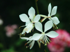 Gaura lindheimeri  Prachtkaars bestellen